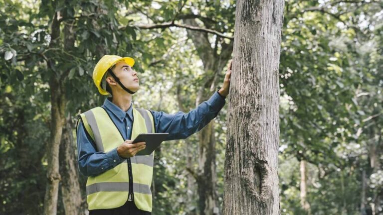 sydney tree lopping